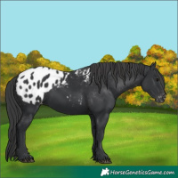 Horse Color:Black Appaloosa 