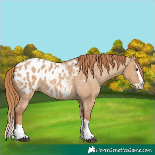 Horse Color:Red Dun Splash Appaloosa 