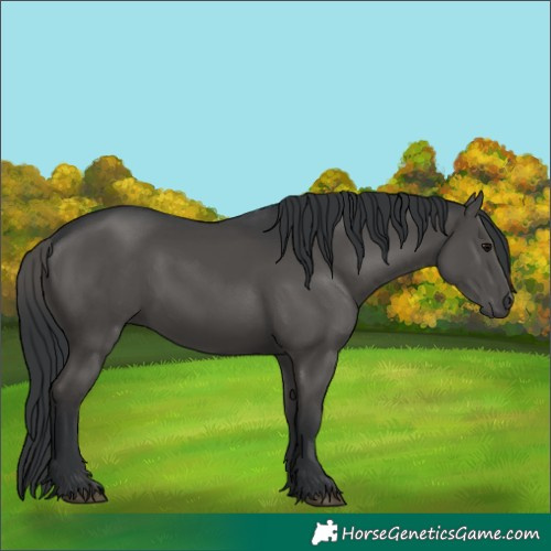 Horse Color:Black 