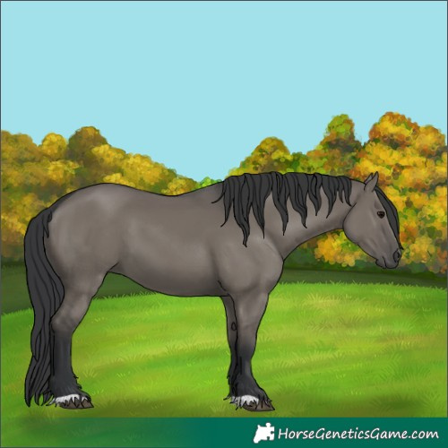 Horse Color:Grullo 