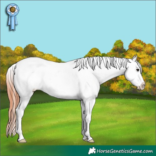 Horse Color:White Spotted Brown Appaloosa 