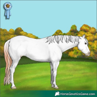 Horse Color:White Spotted Brown Appaloosa