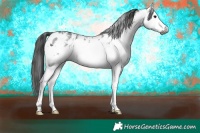 Horse Color:Gray White Spotted Black Appaloosa 