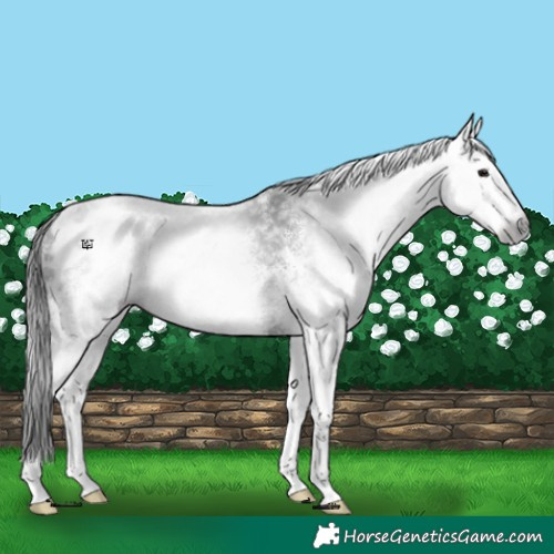 Horse Color:Gray White Spotted Black Near Leopard