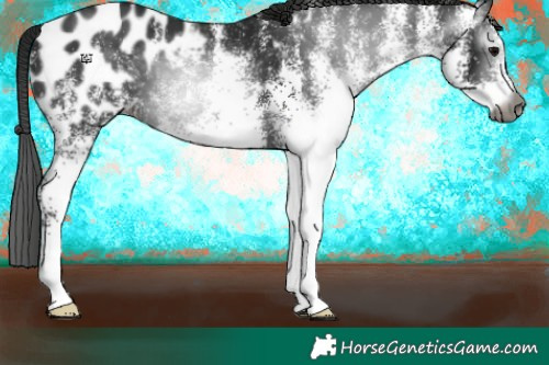 Horse Color:Gray White Spotted Black Appaloosa 
