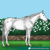 Horse Color:Gray White Spotted Black Appaloosa 