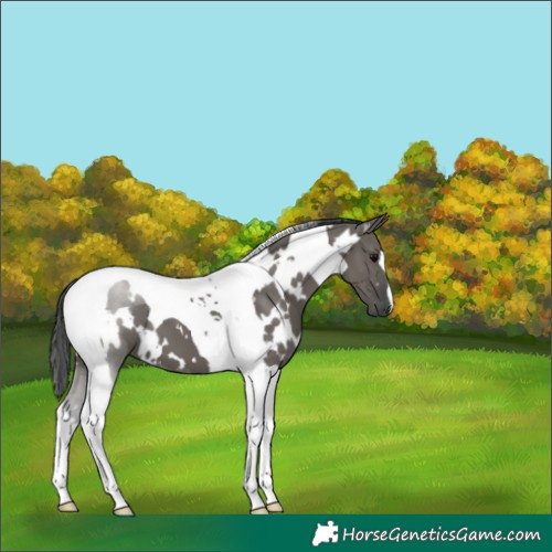 Horse Color:White Spotted Grullo Tobiano 