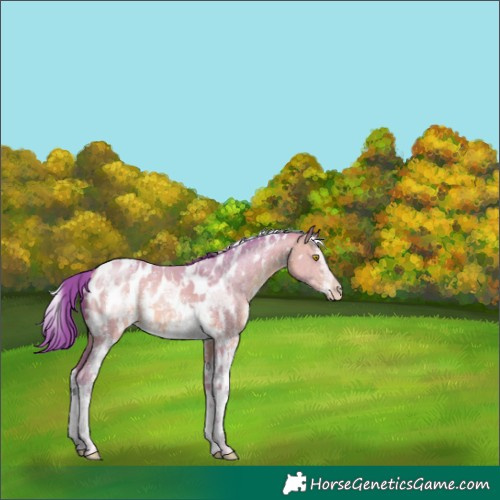 Horse Color:Watercolor White Spotted Chocolate Amber Champagne Sabino Appaloosa 