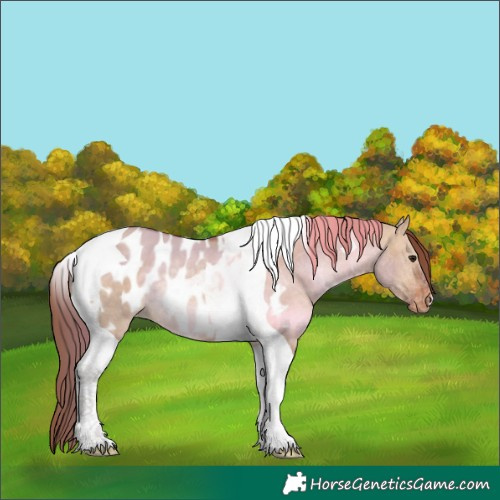 Horse Color:Chocolate Bay Dun Tobiano Appaloosa 