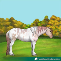 Horse Color:Chocolate Bay Dun Tobiano Appaloosa 