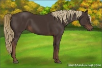 Horse Color:Liver Chestnut Frame 