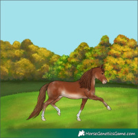 Horse Color:Chestnut 