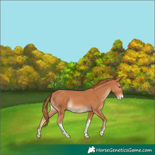 Horse Color:Chestnut Sabino Rabicano 