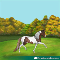 Horse Color:Liver Chestnut Tobiano Rabicano 