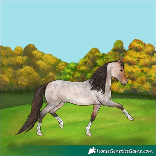 Horse Color:Bay Roan