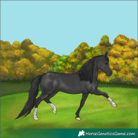 Horse Color:Black 