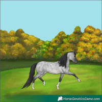 Horse Color:Blue Roan 