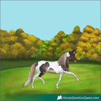 Horse Color:Liver Chestnut Tobiano Rabicano