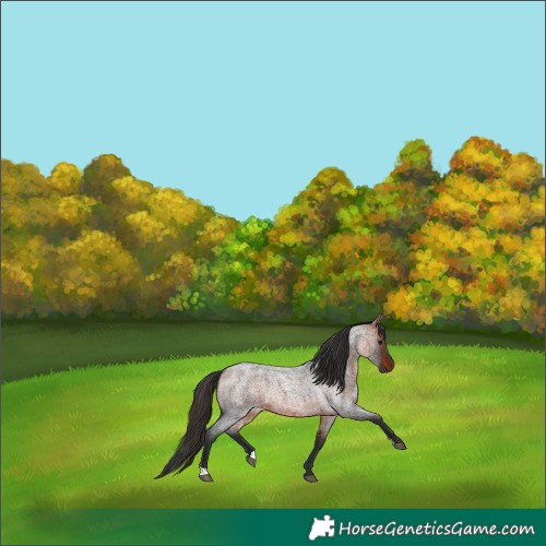 Horse Color:Bay Roan Rabicano 
