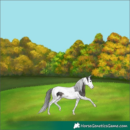 Horse Color:Smoky Black Splash Tobiano 