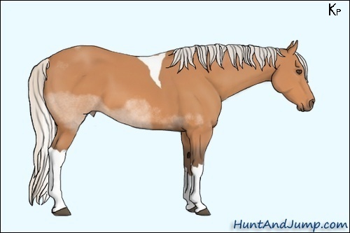 Horse Color:Silver Bay Sabino Tobiano 