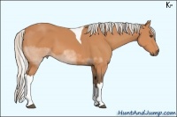 Horse Color:Silver Bay Sabino Tobiano 