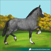 Horse Color:Blue Roan