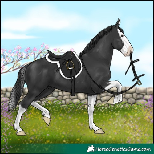 Horse Color:Black Splash 
