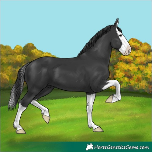 Horse Color:Black Splash 
