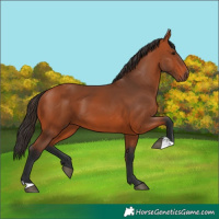 Horse Color:Bay 