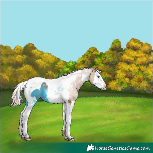 Horse Color:White Spotted Chestnut Splash Tobiano 