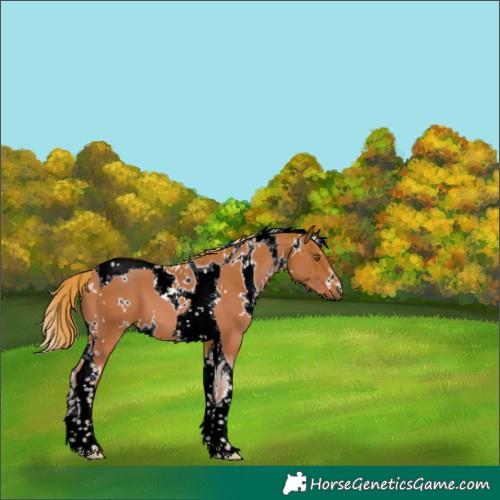 Horse Color:White Spotted Chestnut Tobiano 