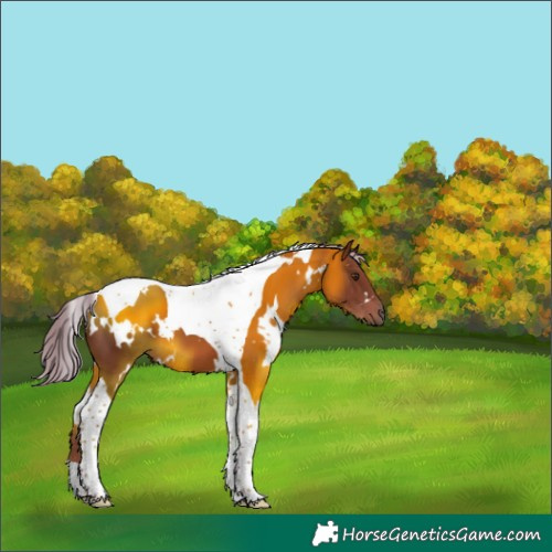 Horse Color:White Spotted Chestnut Tobiano 