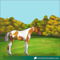 Horse Color:White Spotted Chestnut Tobiano