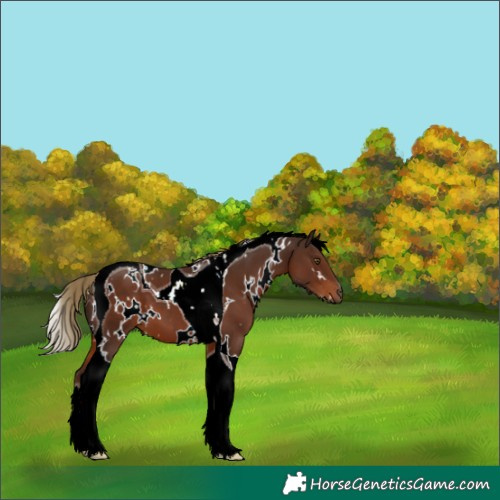 Horse Color:White Spotted Liver Chestnut Tobiano 