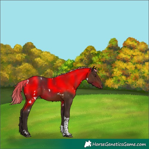 Horse Color:White Spotted Liver Chestnut Tobiano 