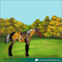 Horse Color:White Spotted Bay Tobiano 