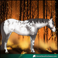 Horse Color:Platinum Buckskin Onyx Near Leopard 