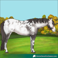 Horse Color:Platinum Buckskin Onyx Near Leopard