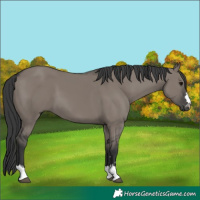 Horse Color:Grullo