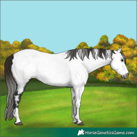 Horse Color:Gray Buckskin Appaloosa 