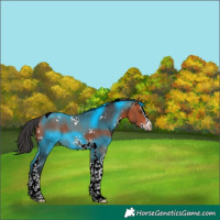 Horse Color:White Spotted Bay Splash Tobiano 