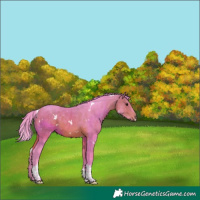 Horse Color:Watercolor White Spotted Bay Tobiano 