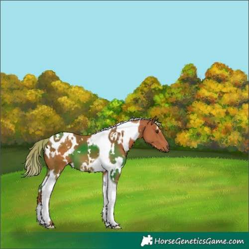 Horse Color:White Spotted Chestnut Tobiano 