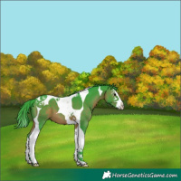 Horse Color:Watercolor Brown Splash Tobiano 