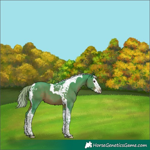 Horse Color:Watercolor Liver Chestnut Splash Tobiano 