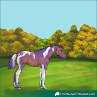 Horse Color:Watercolor Bay Tobiano