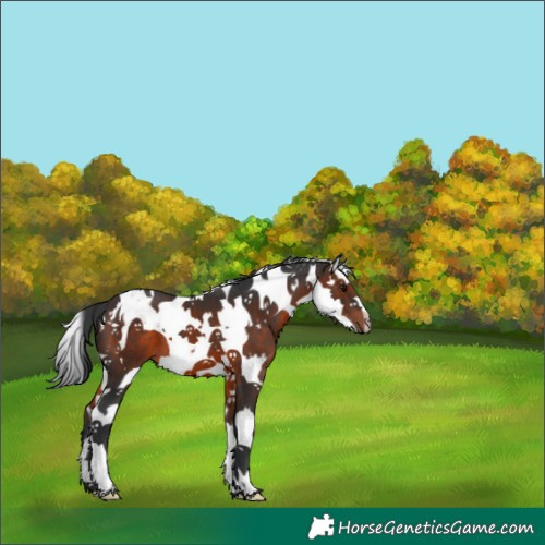 Horse Color:Brown Splash Tobiano 