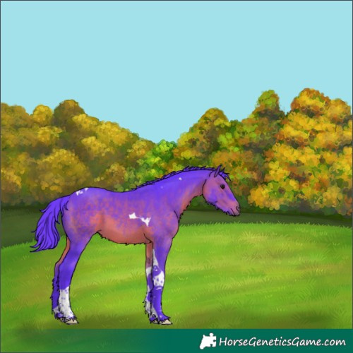 Horse Color:Watercolor Brown Tobiano 