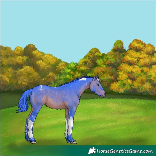 Horse Color:Watercolor Bay Tobiano 